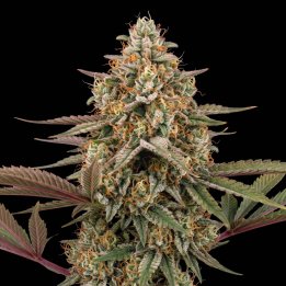 Master Kush