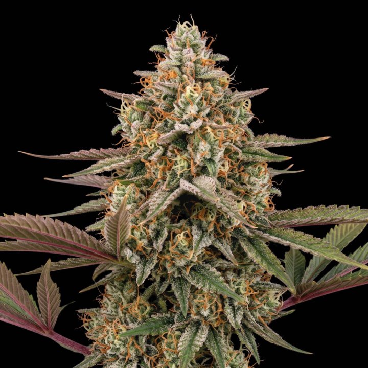 Master Kush