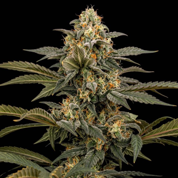 Early Skunk