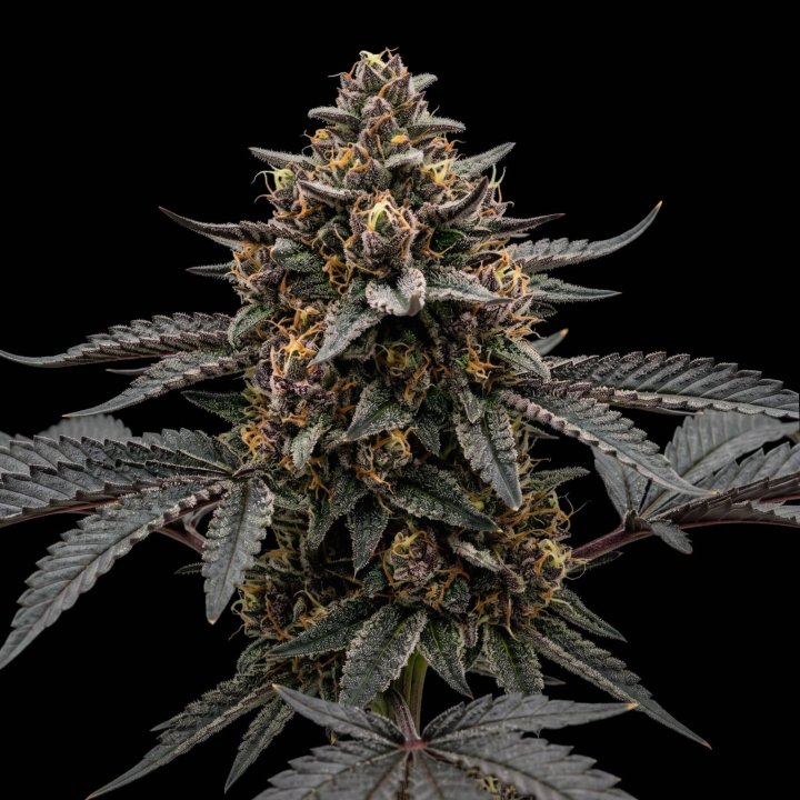 Purple Kush