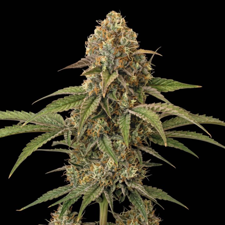 Sunset Sherbet