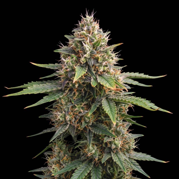 Skunk #1 Fast Version