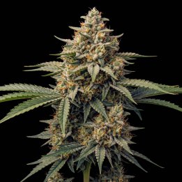 Super Lemon Haze