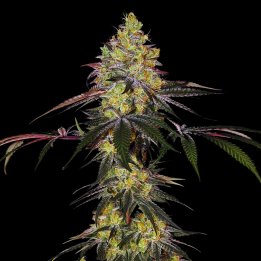Watermelon Zkittlez Strain - Feminized Cannabis Seeds