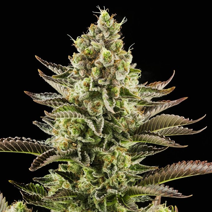 White Widow Strain - Feminized Cannabis Seeds