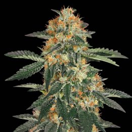Gorilla Cookies