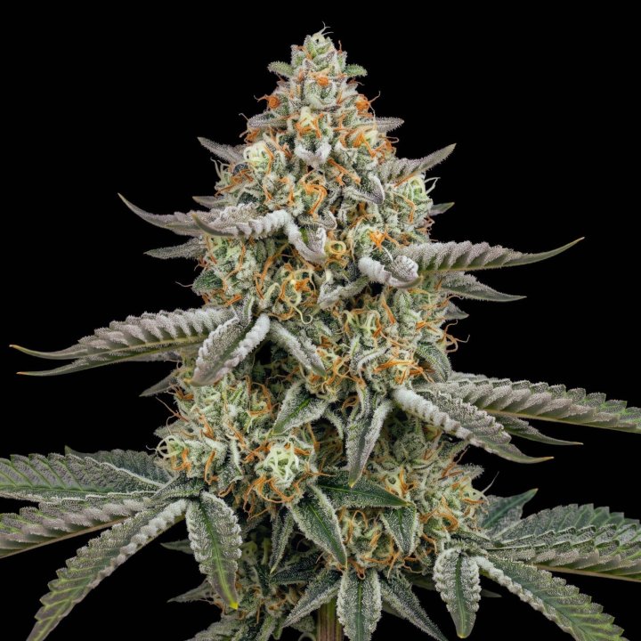 Great White Shark