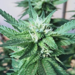 Harlequin CBD