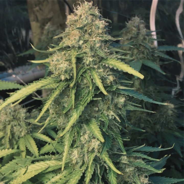 California Hash Plant