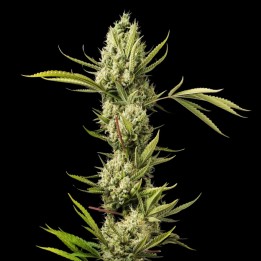 AK 47 Auto - Autoflowering Cannabis Seeds