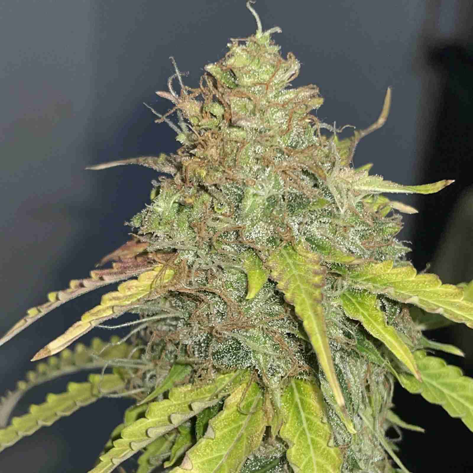 girl scout cookies