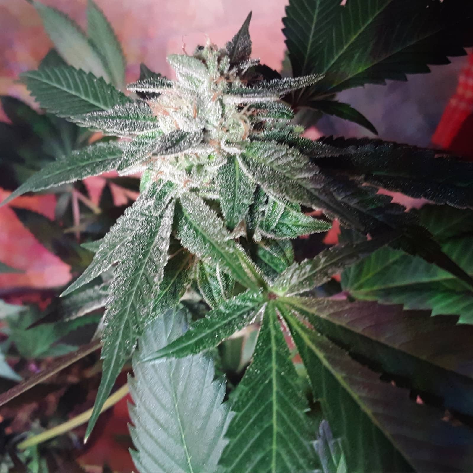 OG Kush