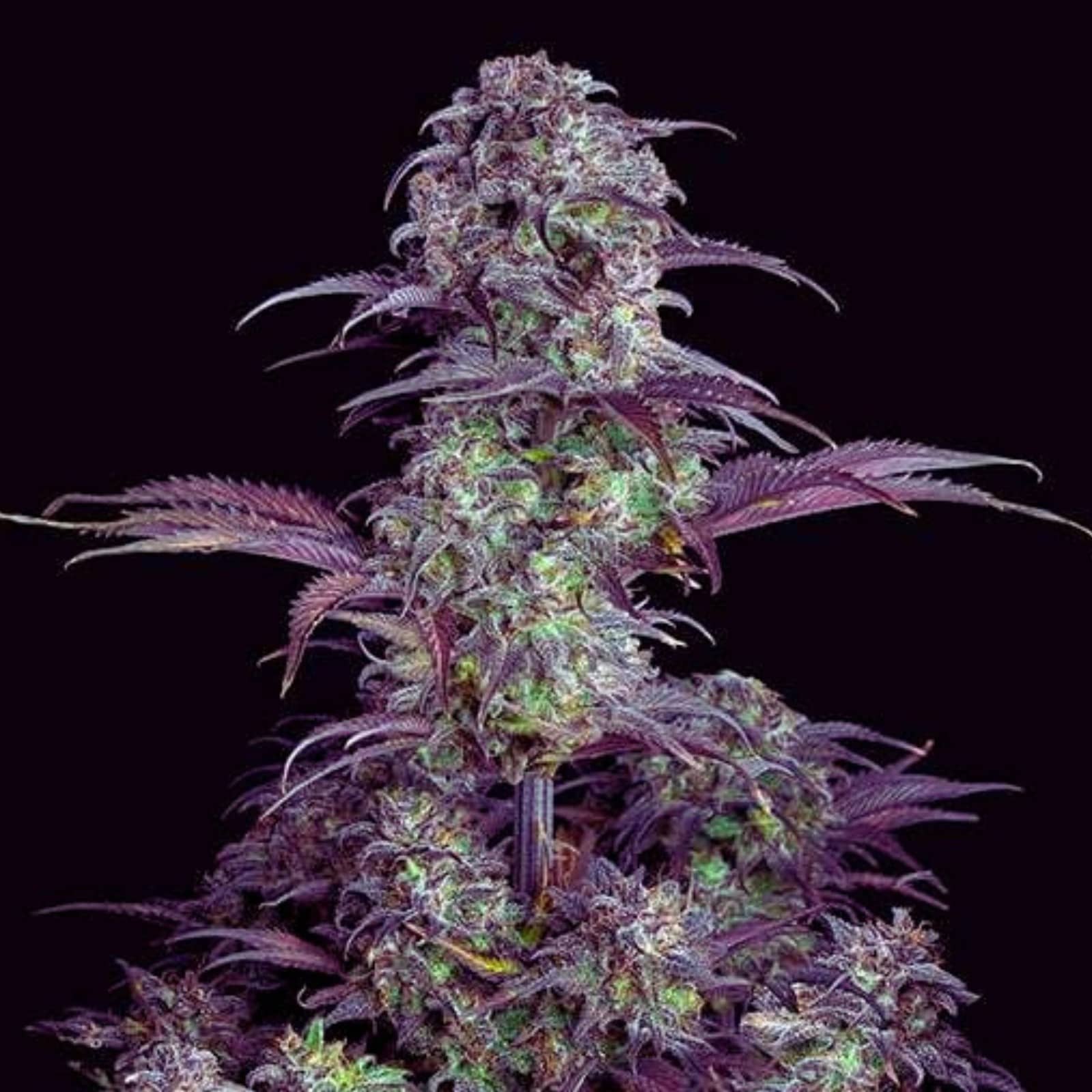 Top 5 of the Best Red Cannabis Strains