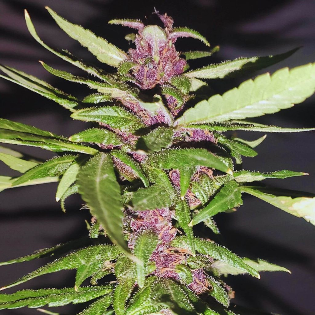 Purple Bud