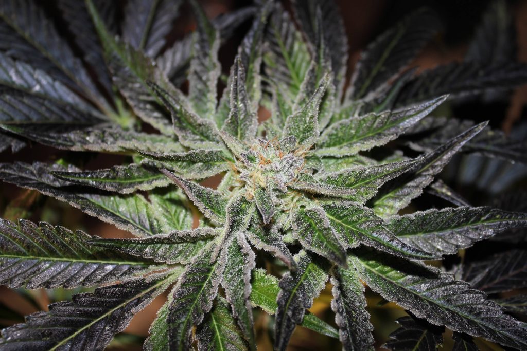 Types of cannabis