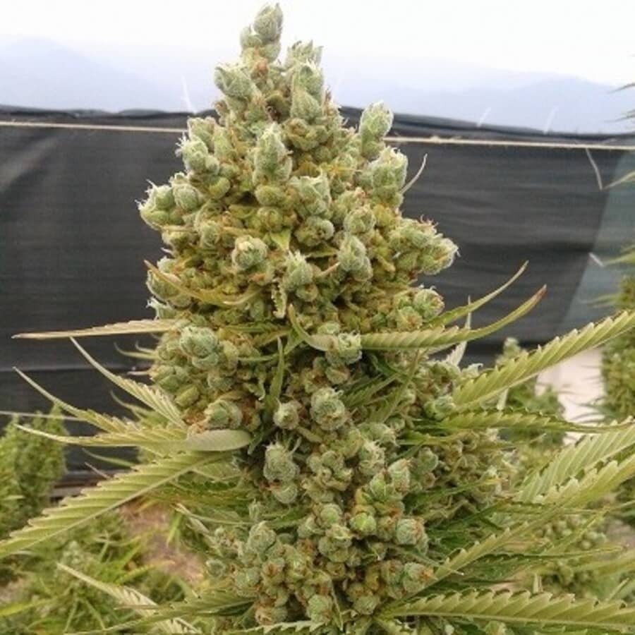 semillas de marihuana para exterior