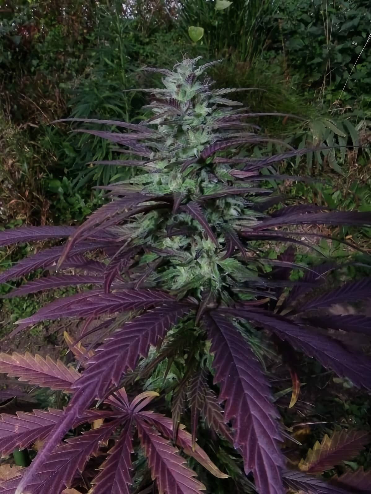 mejores semillas de cannabis para exterior