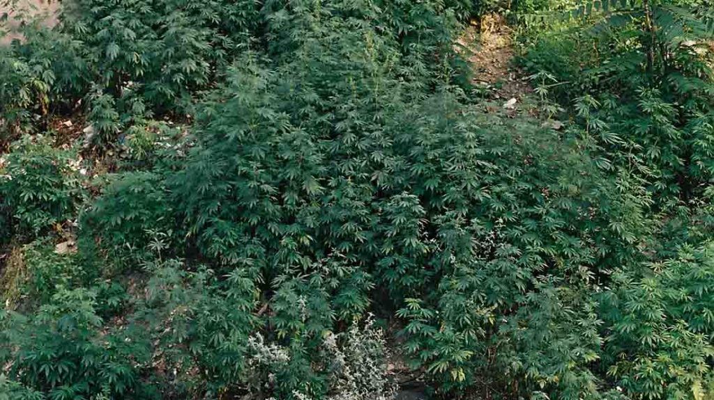 Ruderalis plants outdoors