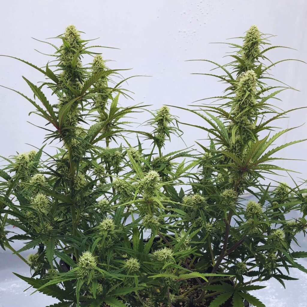La Critical 2.0 Auto fait parti des autofloraisons les plus productives de 2023 !