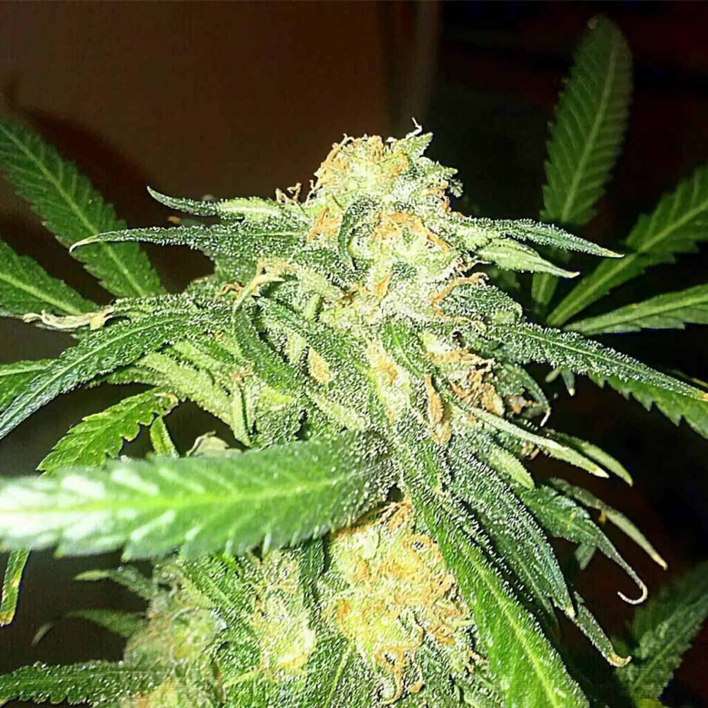 Jack Herer Regular Bud