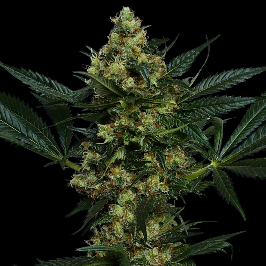Critical 2.0 Bud