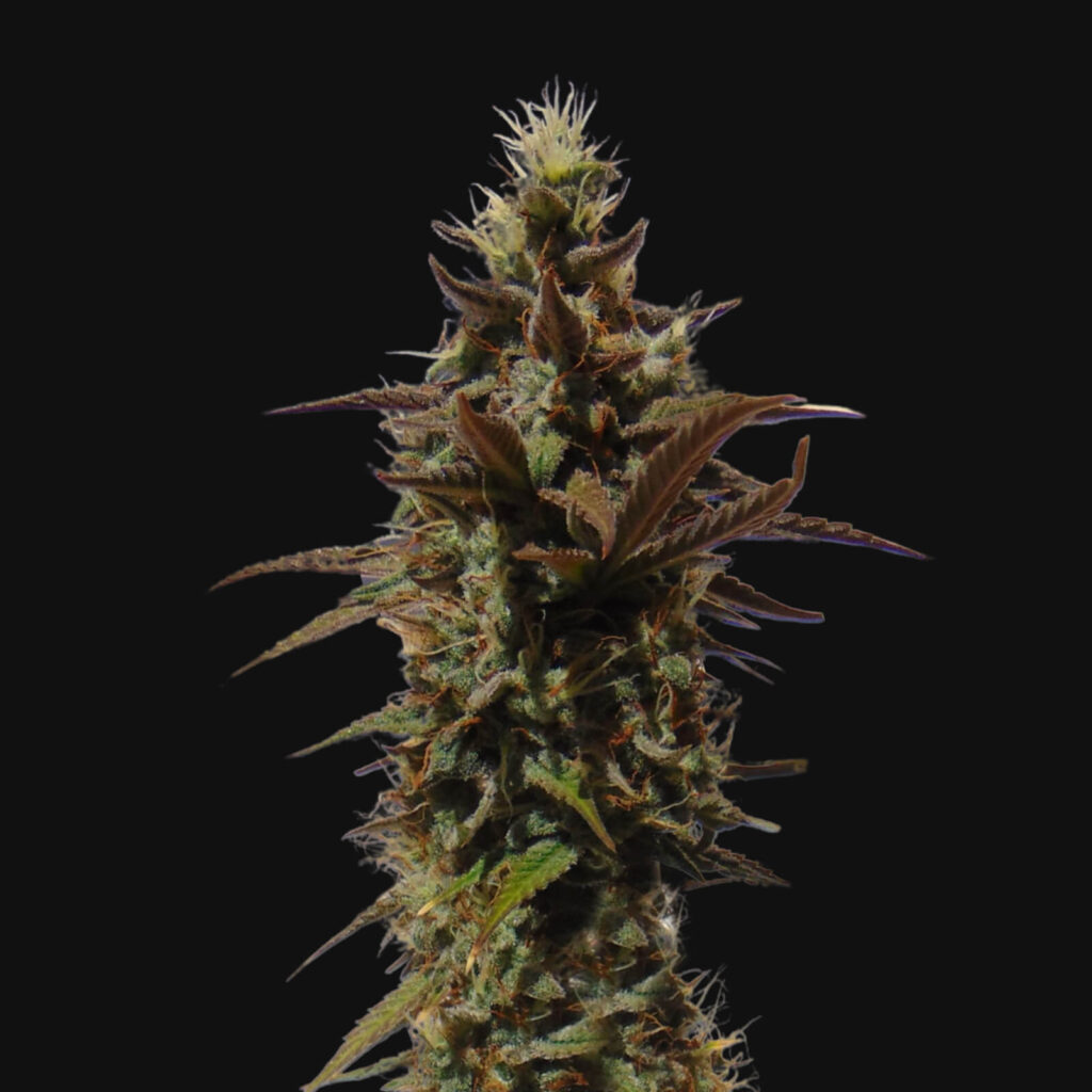 Euforia Bud