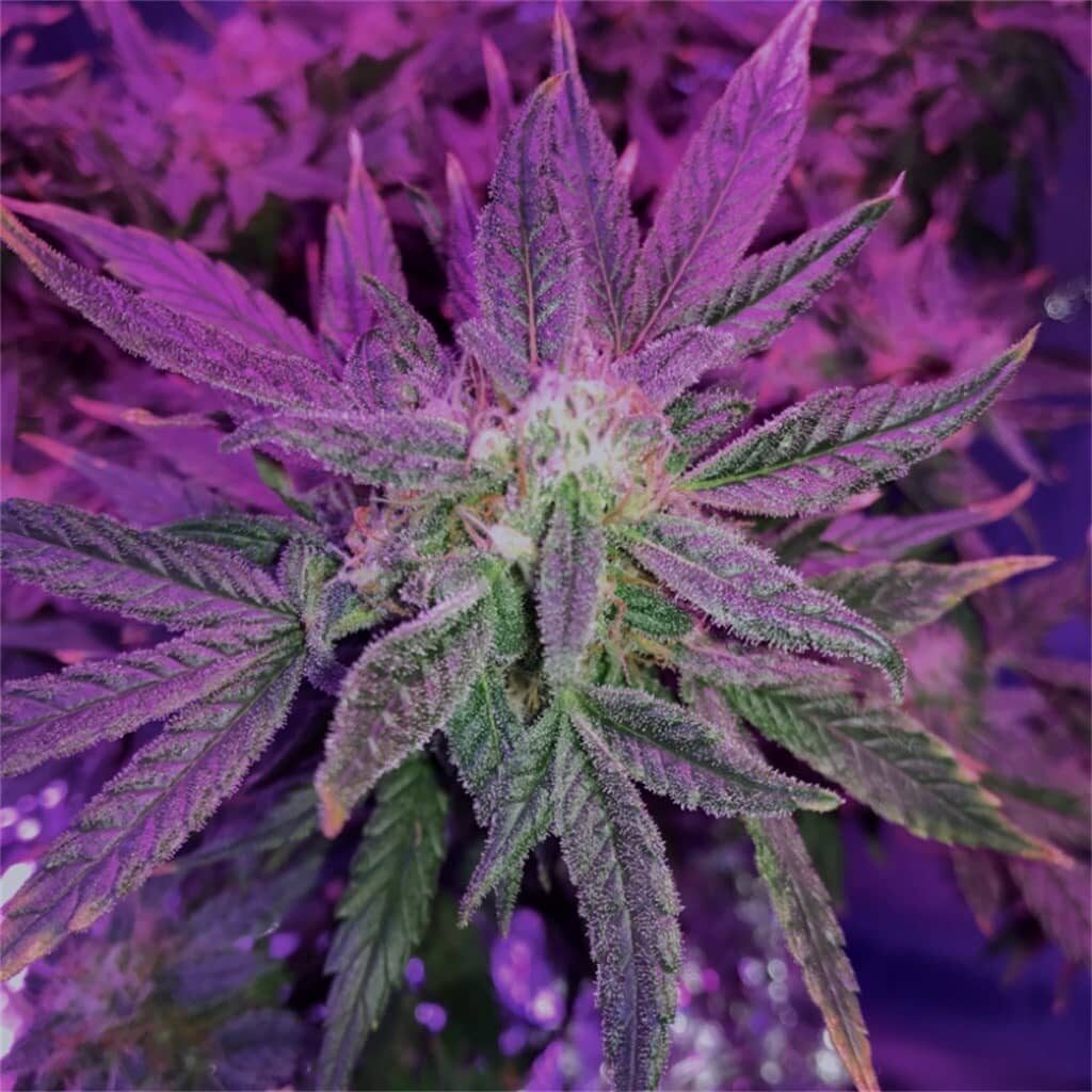 OG Kush Buds