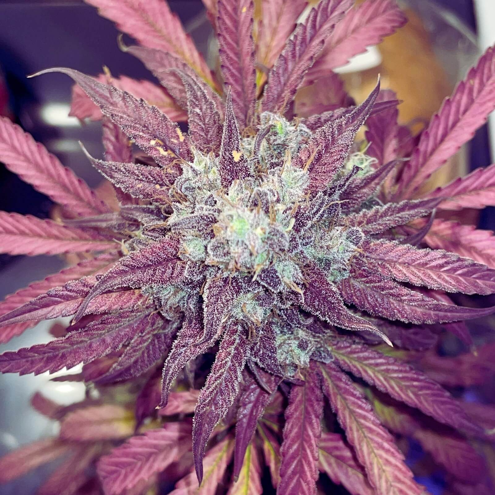 Top 5 of the Best Red Cannabis Strains