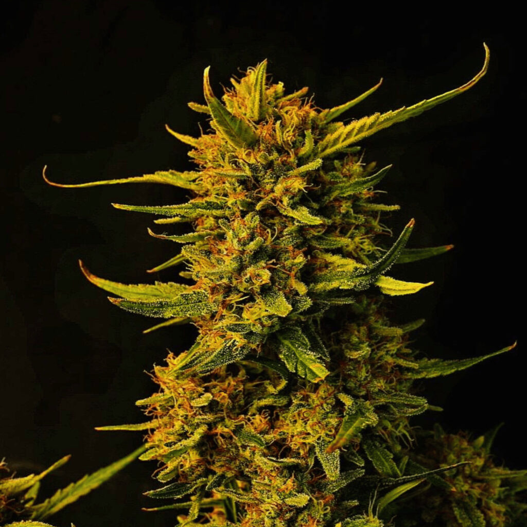 Cogollo de Strawberry Banana Auto