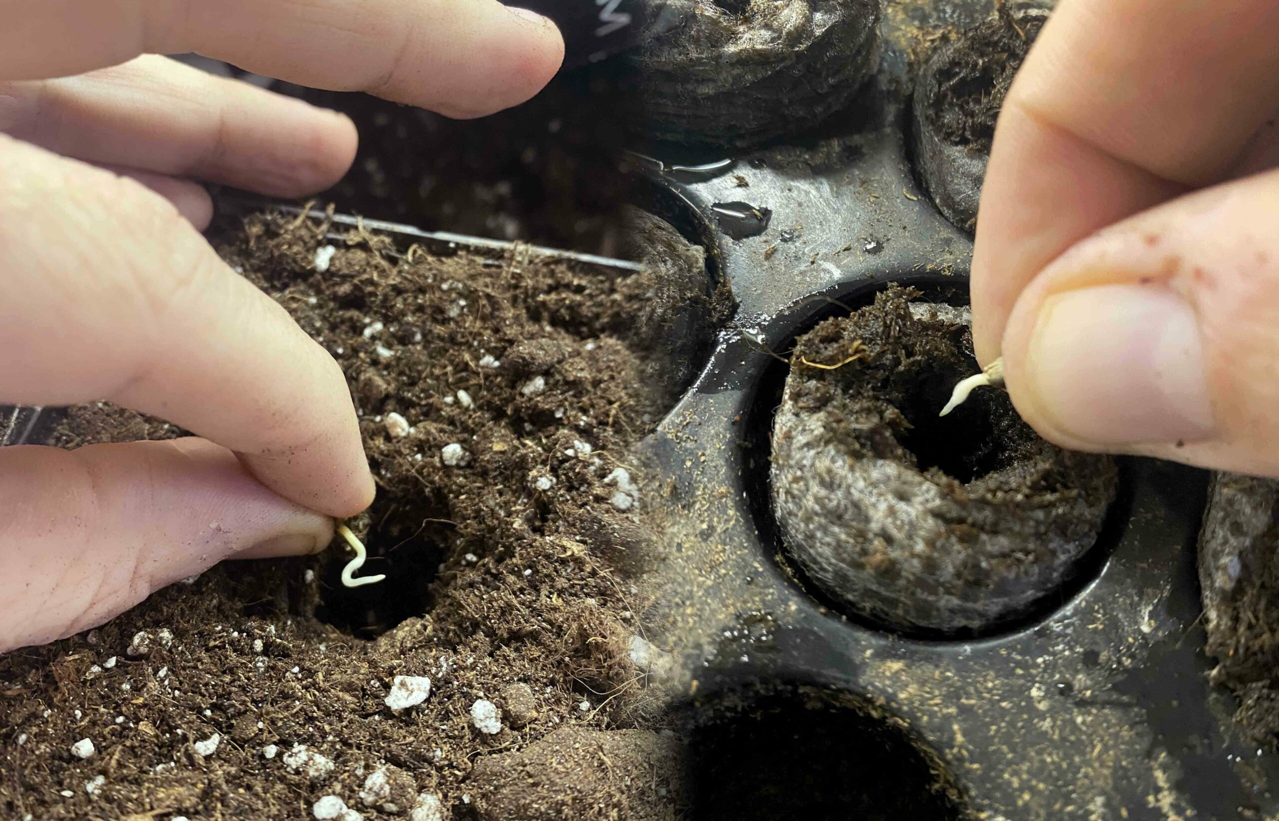 marijuana seeds germinated in jiffy 