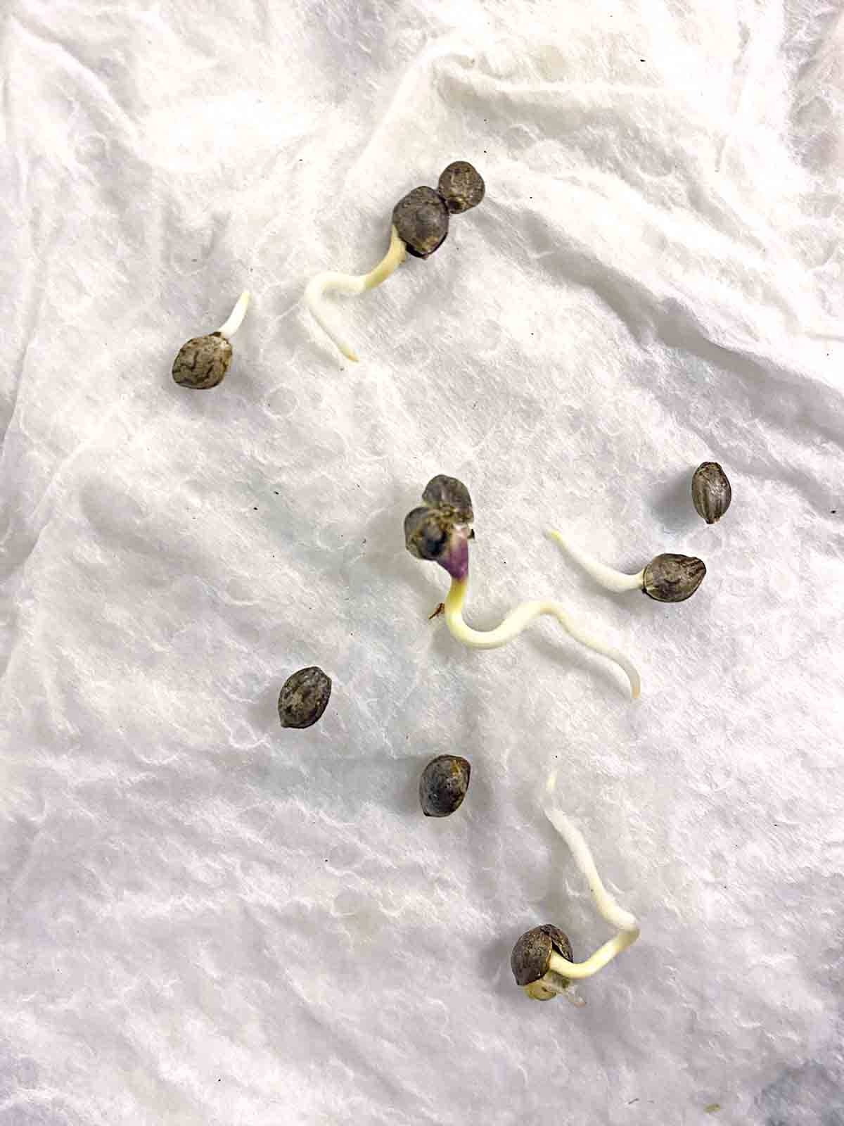 germinated marijuana seeds