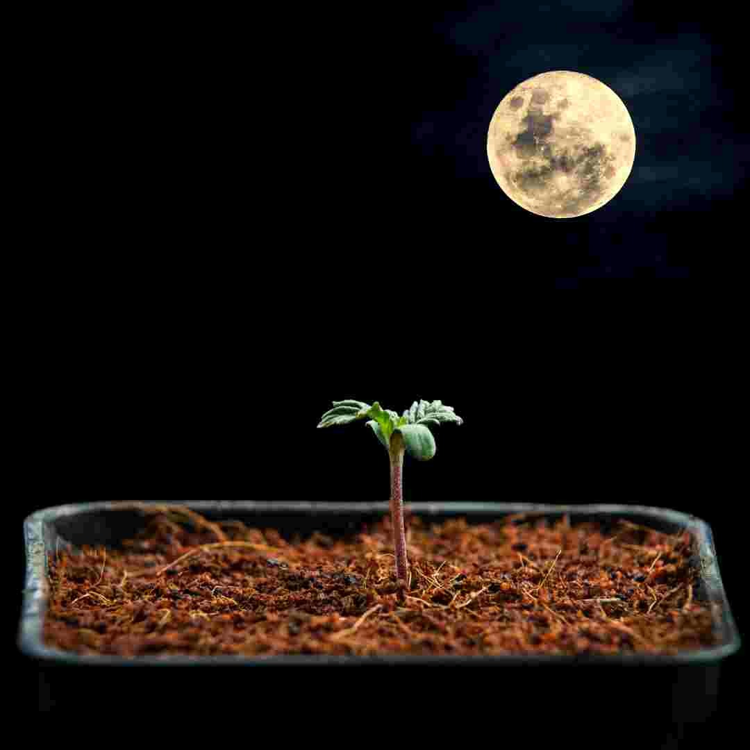 germinating marijuana seeds on a full moon