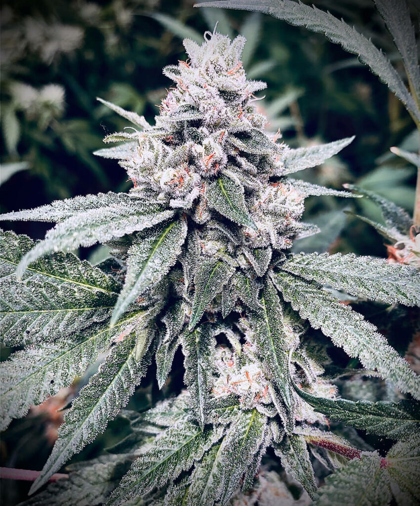 Top 10 most powerful cannabis strains