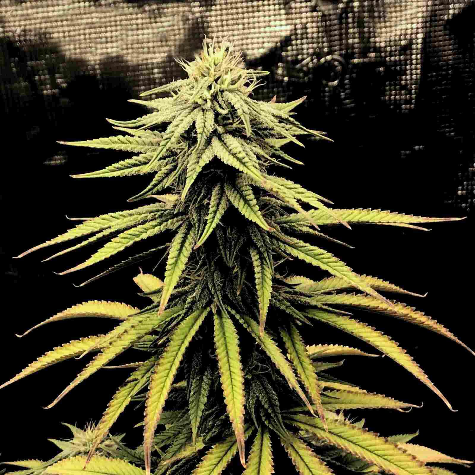 CBD Swiss Chocolate