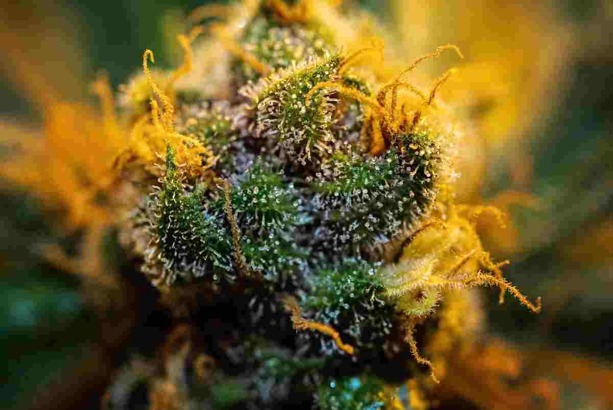 THC-free marijuana