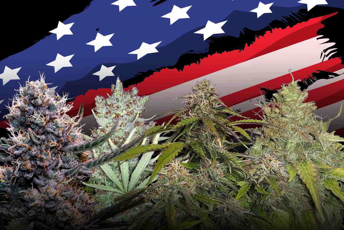 best american strains