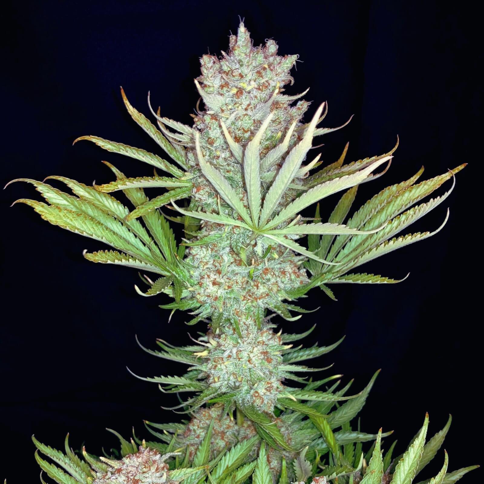 runtz-feminizada-granel