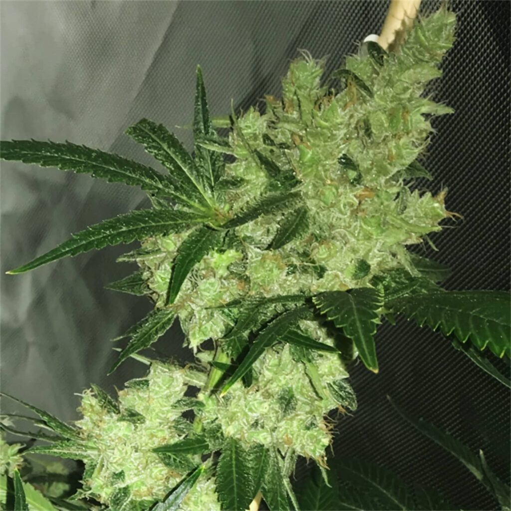 Bruce Banner Buds