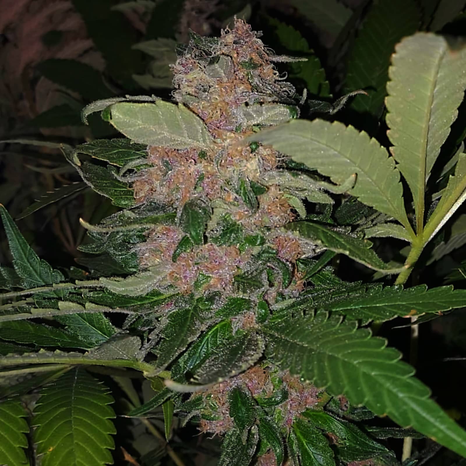 Top 10 der besten Purple Marihuana-Sorten