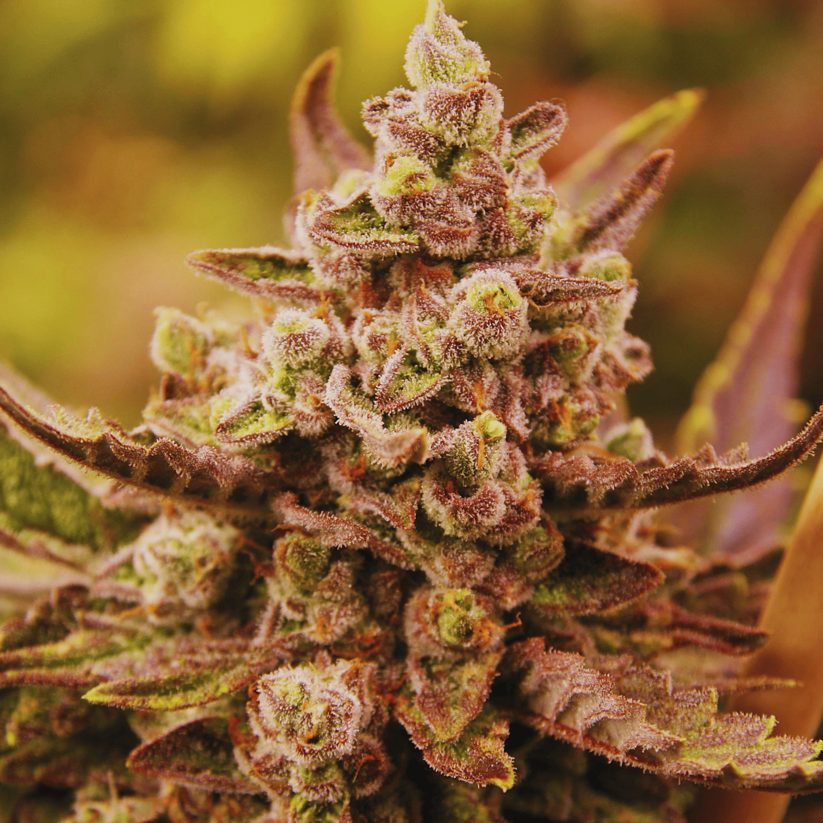 Purple marihuana