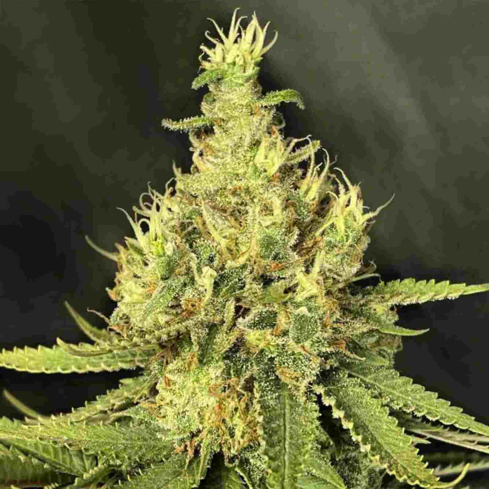 CBD Grapefruit