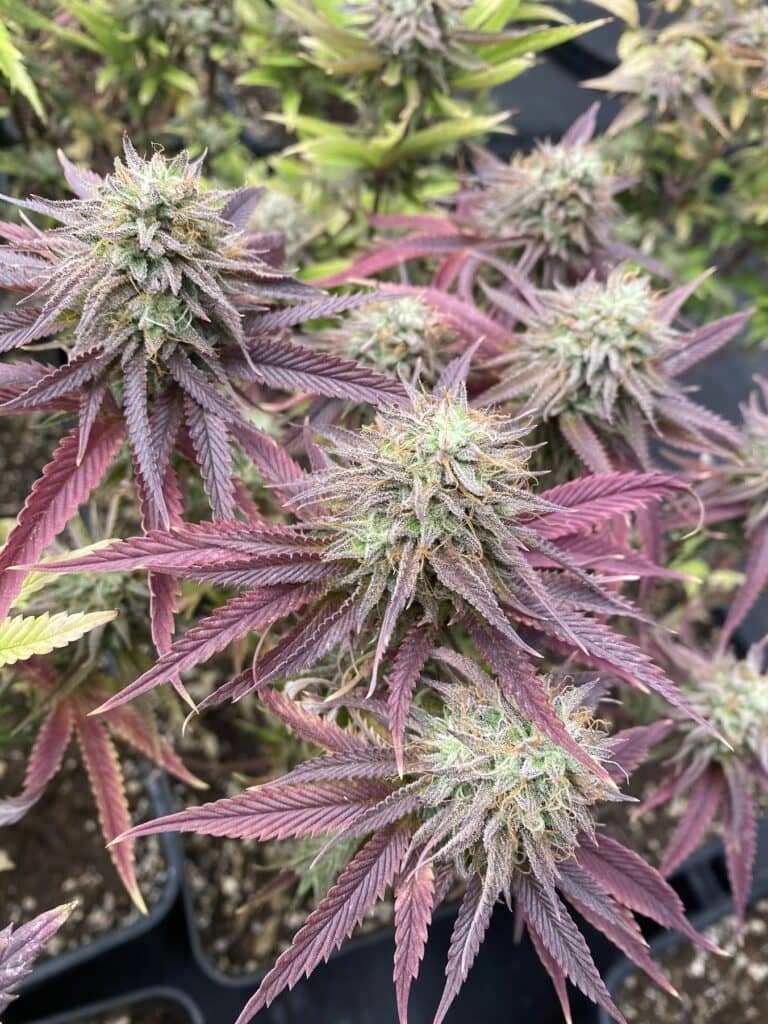 Marihuana Morada