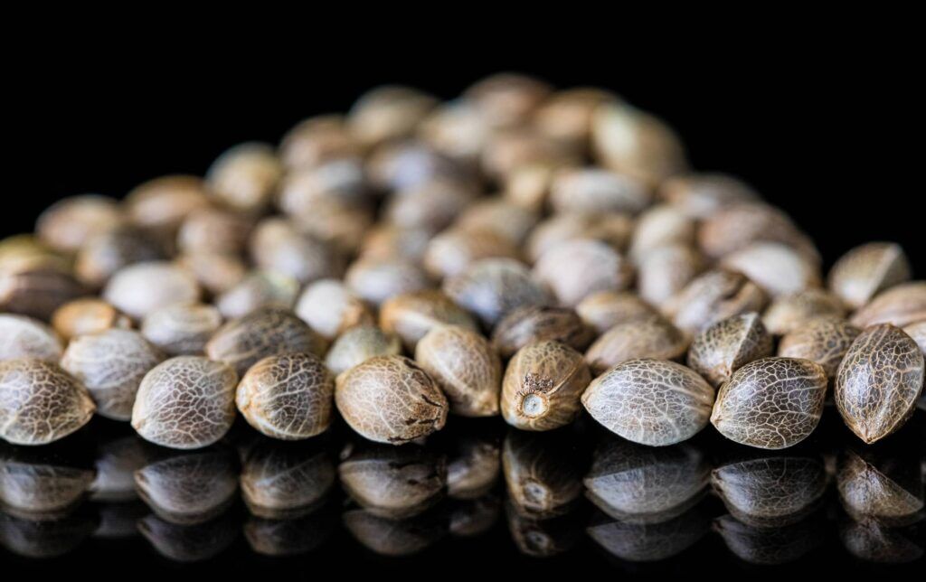 Bulk cannabis seeds from Bulk Genetics