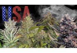 The Best American Strains