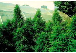 Cannabis autoflowering