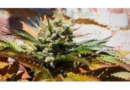 Cannabis Indica: origine et caractéristiques