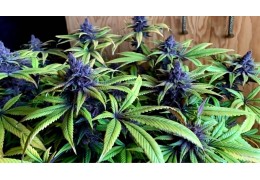 Cannabis Indica: Ursprung und Merkmale