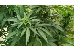 Cannabis for relaxation: the origin of indica strains with physical, relaxing effects