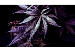 Cannabis Purple : Les 10 meilleures variétés !