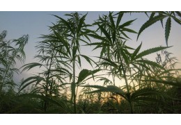 Die besten Marihuana-Samen für den Anbau im Freien